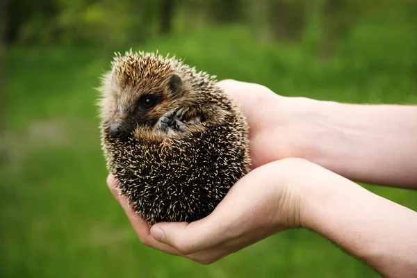 Hands holding hedgehog outdoors