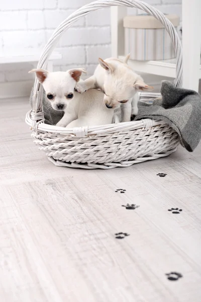 Adorable chihuahua dogs in basket and muddy paw prints on wooden floor in room