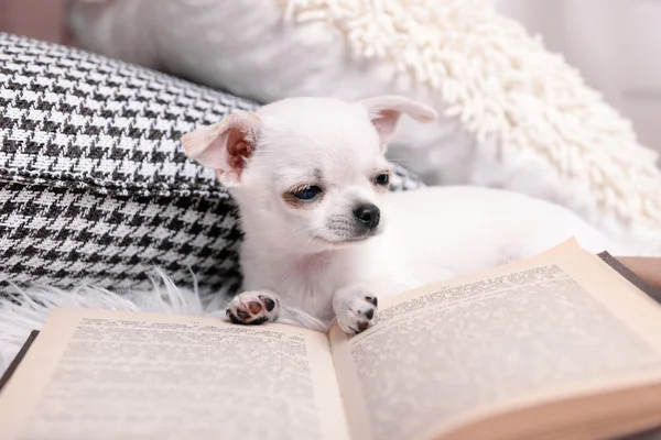 Adorable chihuahua dog with book and pillows on carpet in room