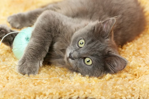 Cute gray kitten plays with threads for knitting on carpet at home