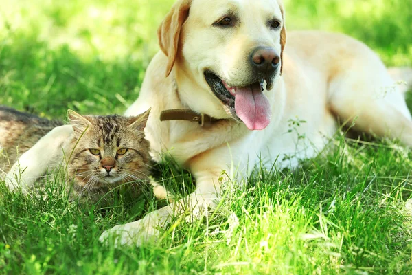 Dog and cat resting