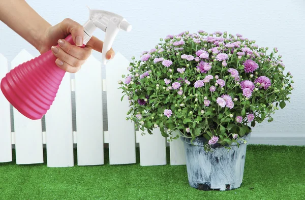 Female hand with sprayer and flowers on wall background