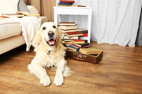 Portrait of cute Labrador with pile of books in room