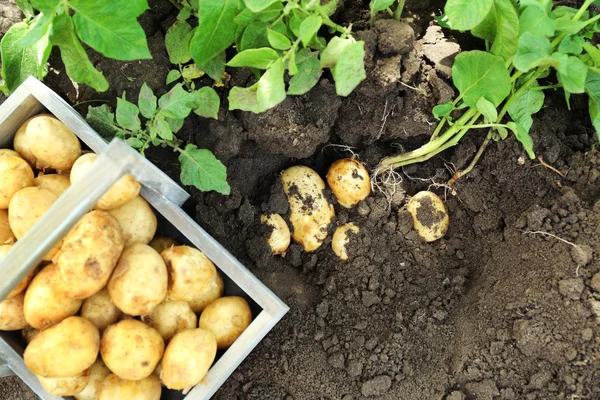 New potatoes in wooden crate near potato tuber in garden