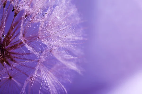 Beautiful dandelion with water drops on purple background