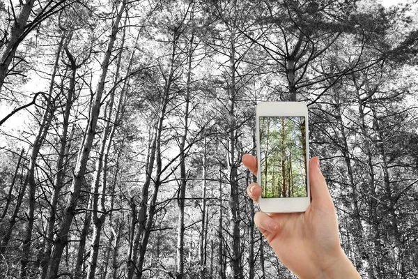 Hand taking photo of tree in forest by smartphone
