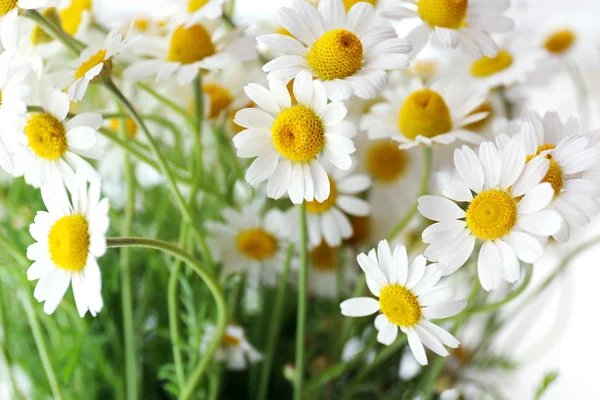 Beautiful bouquet of daisies