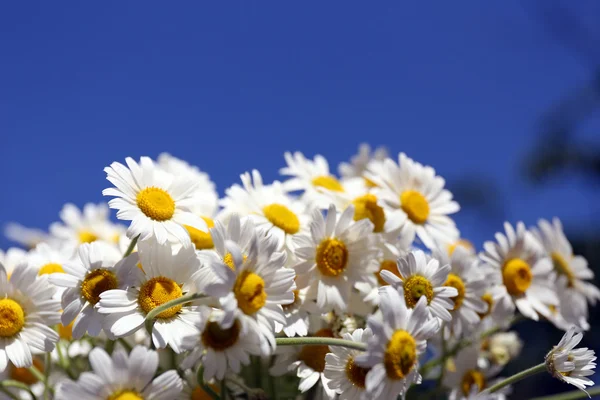 Beautiful bouquet of daisies on blue background