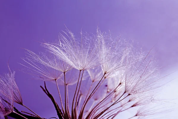 Beautiful dandelion with water drops on purple background