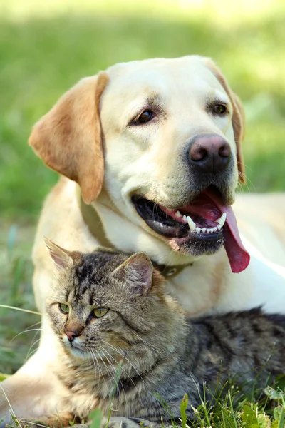 Friendly dog and cat