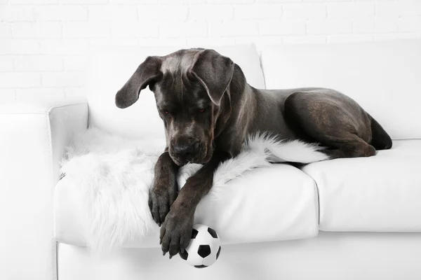 Cane corso italiano dog lying on sofa with ball at home