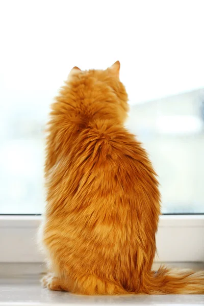 Back of red cat sitting on windowsill background