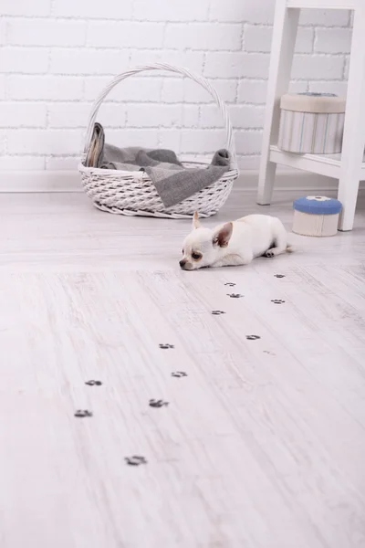 Chihuahua dog and muddy paw prints