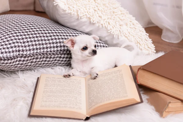 Chihuahua dog with book and pillows