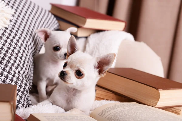 Dogs with books on sofa