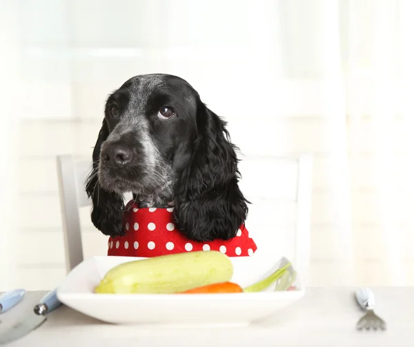Dog looking at plate of fresh vegetables