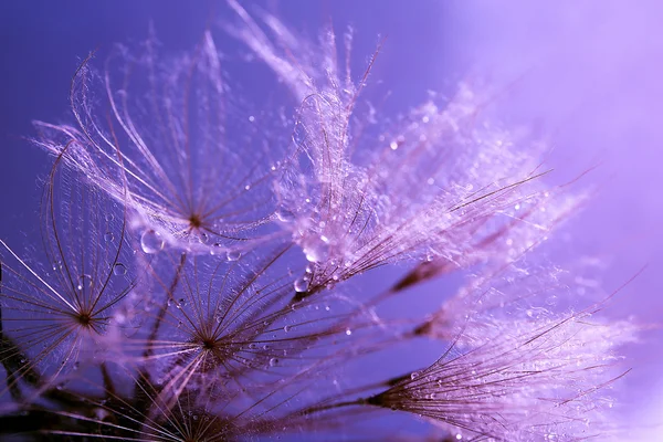 Beautiful dandelion with water drops