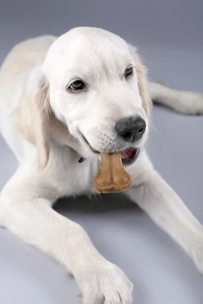 Labrador dog chewing bone on grey background