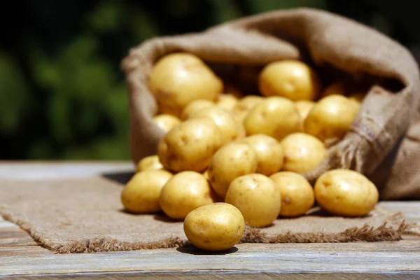 New potatoes in sackcloth bag on wooden table on natural blurred background