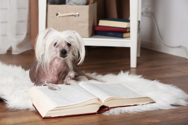 Hairless Chinese crested dog with book in room