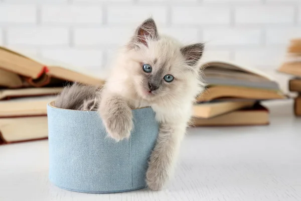 Cute little cat with books