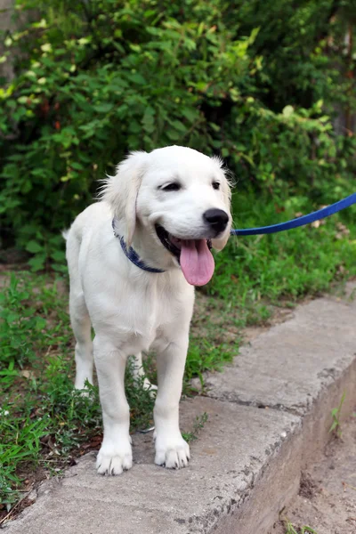 Labrador retriever dog with leash walking outdoors