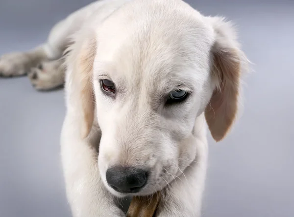 Labrador dog chewing bone on grey background