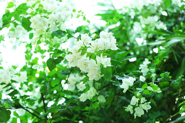 White flowers and green leaves