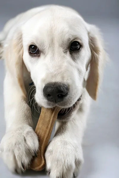 Labrador dog chewing bone