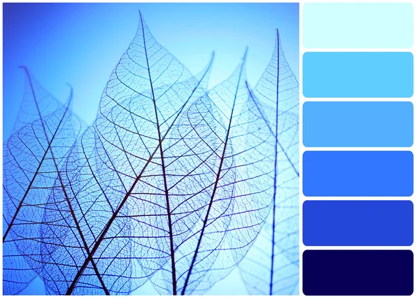 Skeleton leaves on blue background and palette of colors