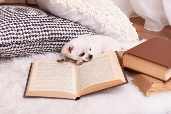 Chihuahua dog with book and pillows