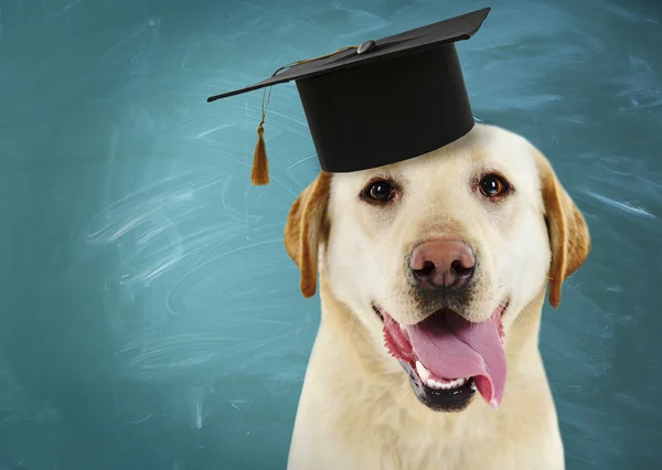 Dog  with grad hat near blackboard