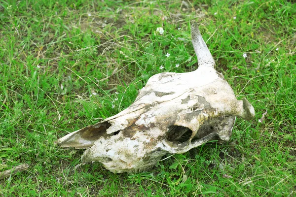 Animal skull over green grass