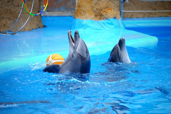 Cute dolphins in the dolphinarium