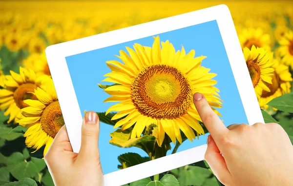 Tablet pc in hands with sunflower