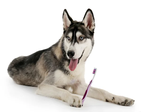 Beautiful huskies dog with toothbrush