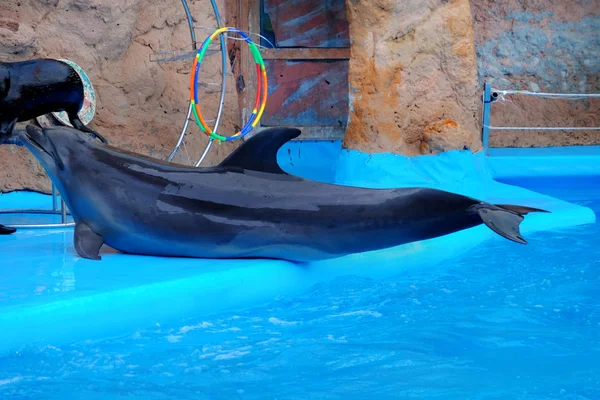 Cute dolphin in dolphinarium