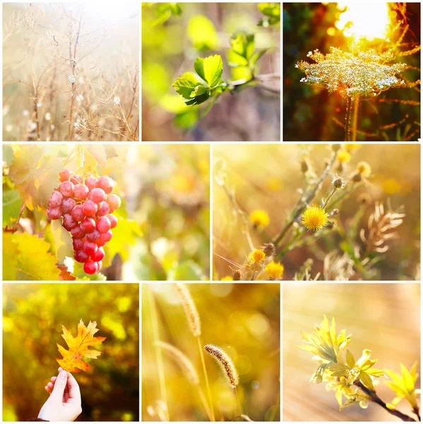 Beautiful natural collage