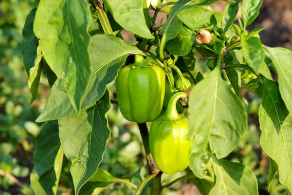 Pepper growing in garden