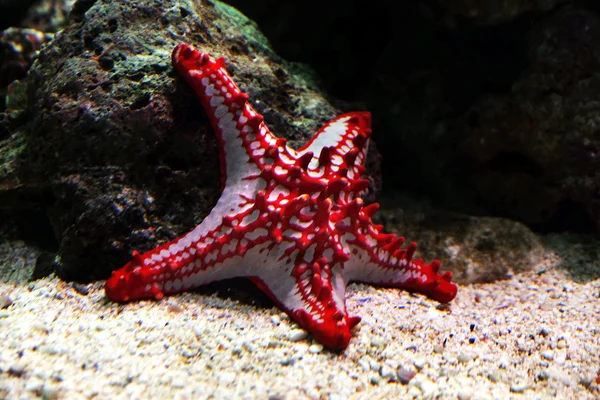 Underwater world - sea star in an aquarium
