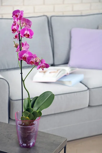 Beautiful lilac orchid in pot on table in room