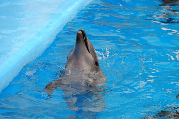 Cute dolphin in water