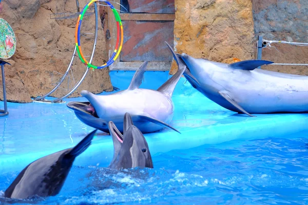 Cute dolphins in the dolphinarium