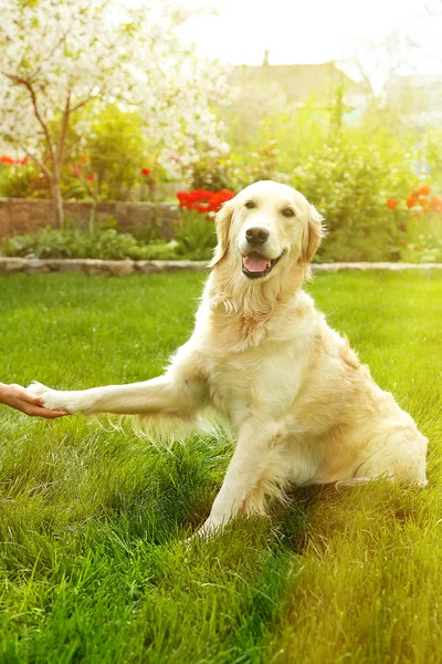 Paw and  hand doing a handshake