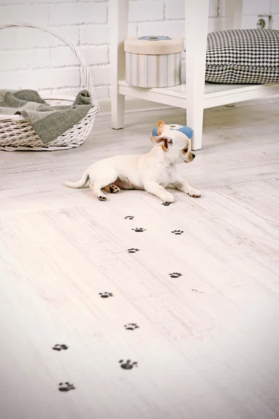 Adorable chihuahua dog and muddy paw prints on wooden floor in room