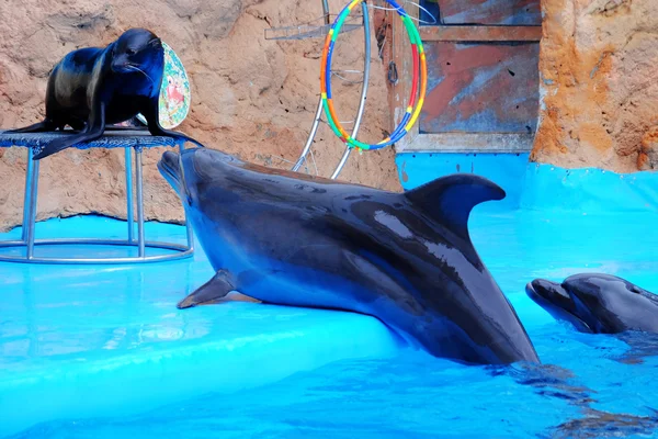 Cute dolphin and fur seal on scene in the dolphinarium