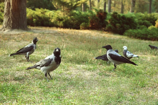 Pigeons and gray crows eating bread crumbs at city park