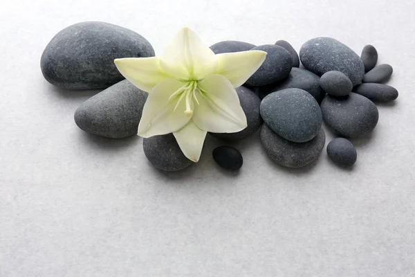 Spa stones with flower on light background