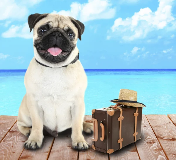 Funny dog tourist with suitcase