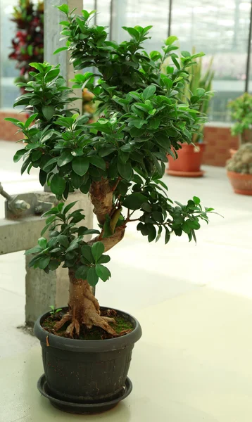 Tropical Plants in greenhouse, close-up